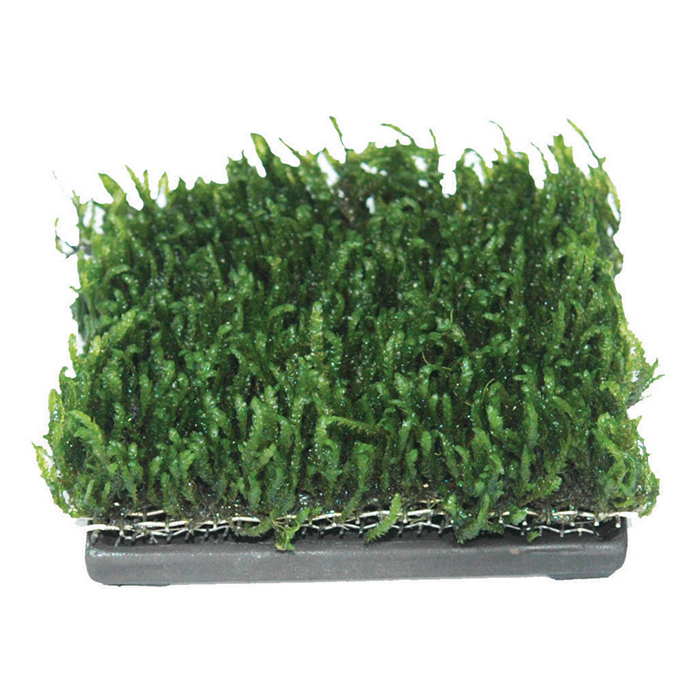 ISTA Square Ceramic Plant Cultivator [6.5 cm]